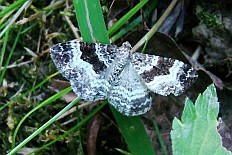 Donacaula clemensellus - Breitbinden-Labkrautspanner